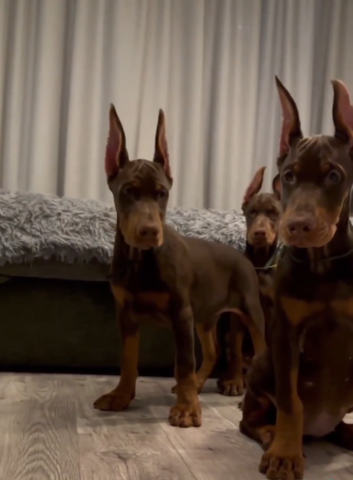 Gesunde Dobermann Welpen mit geprüften Elterntieren