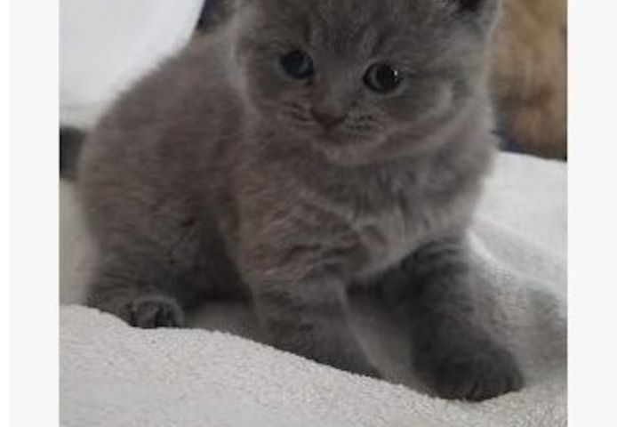 BHK Britisch Kurzhaar Rüden und Hündinnen