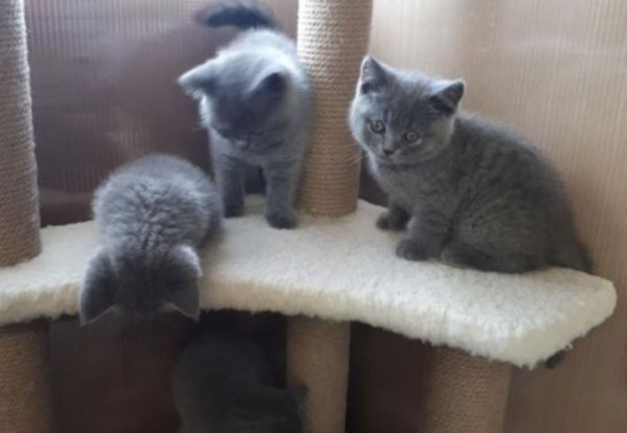 Britisch Kurzhaar (männlich und weiblich) gesucht