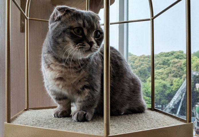 Schotse vouwen Kätzchen b