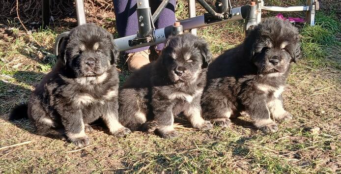 Do Khyi Welpen aus VDH Champions Zucht zu verkaufen