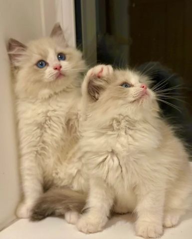 Reinrassige, wunderschöne Ragdoll-Kätzchen