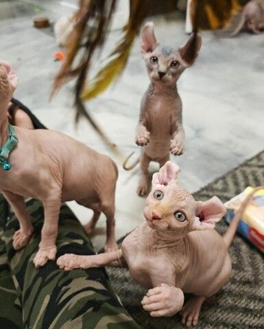 Entzückende Sphynx-Kätzchen