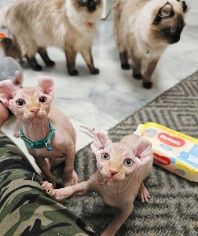 Entzückende Sphynx-Kätzchen