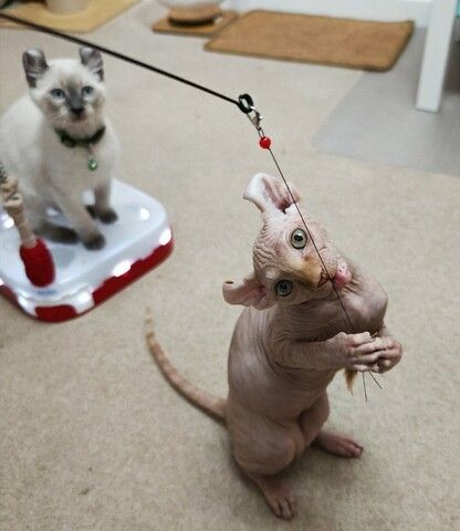 Entzückende Sphynx-Kätzchen