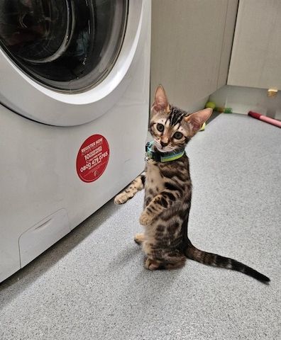 Wunderschöne Bengalbabys