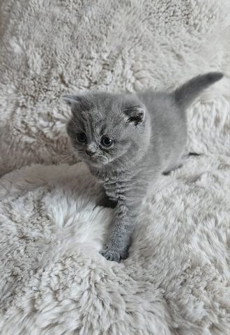 Britisch Kurzhaar-Kätzchen abholbereit