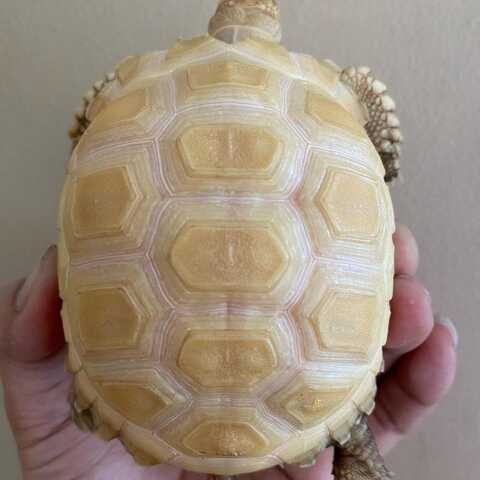 Albino Sulcata (Geochelone Sulcata)