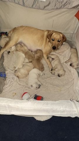 Reinrassige Labrador Retriever Welpen abzugeben