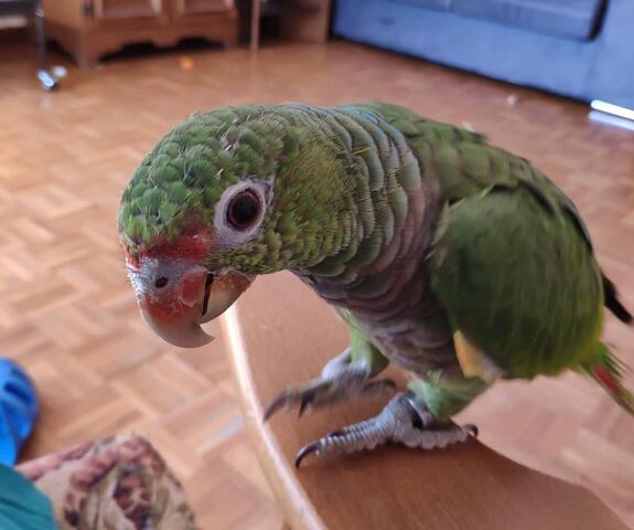 Amazonenpapagei mit Käfig und Kratzbaum zu verkaufen