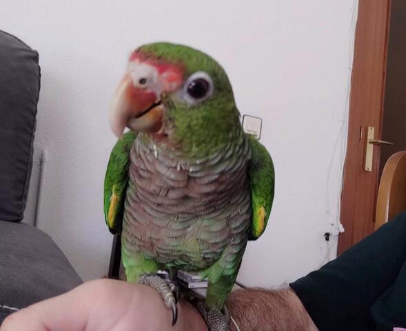 Продаются два амазонских попугая