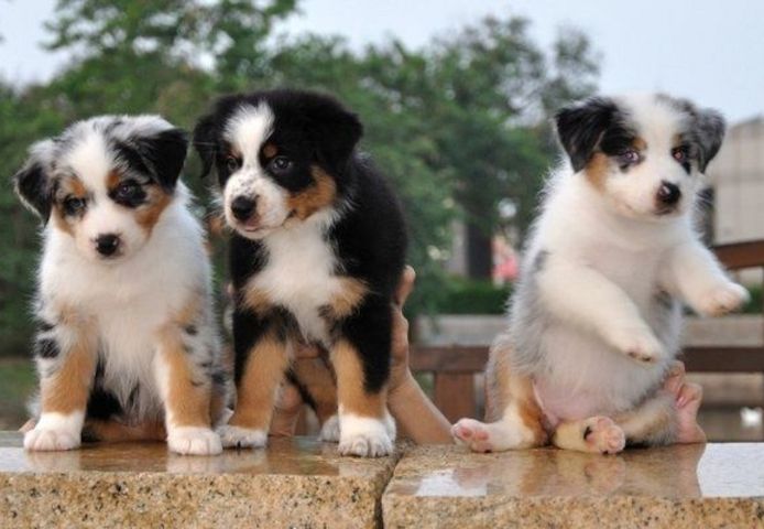 Australian Shepherd Welpen