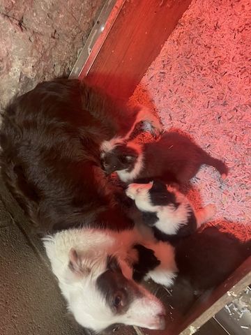 Border-Collie-Welpen zu verkaufen