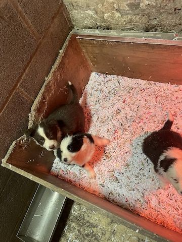 Border-Collie-Welpen zu verkaufen