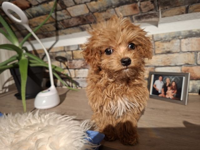 Zuckersüßer Maltipoo-Welpin zu verkaufen