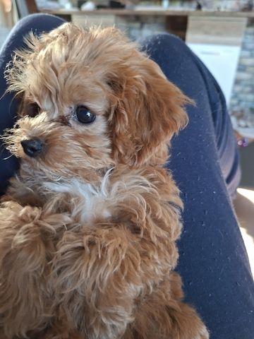 Zuckersüßer Maltipoo-Welpin zu verkaufen