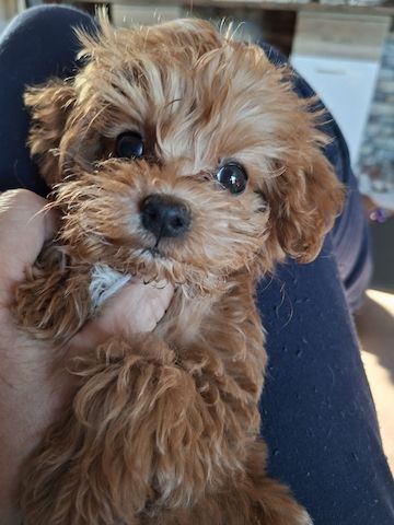 Zuckersüßer Maltipoo-Welpin zu verkaufen