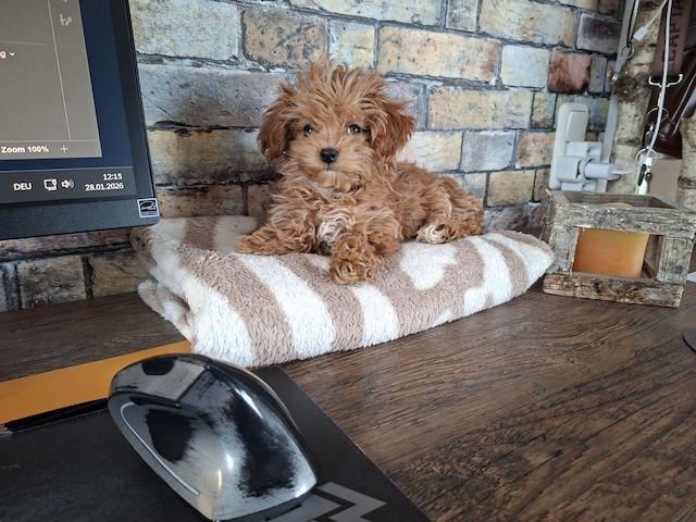 Zuckersüßer Maltipoo-Welpin zu verkaufen