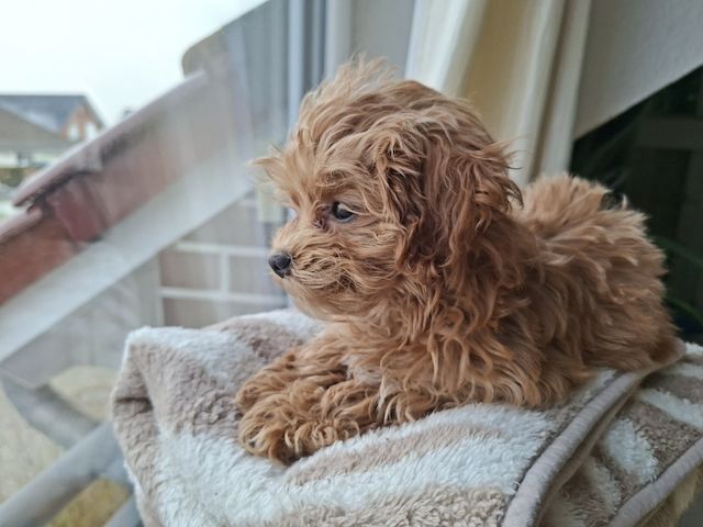 Zuckersüßer Maltipoo-Welpin zu verkaufen