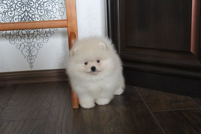 Pomeranian Spitz