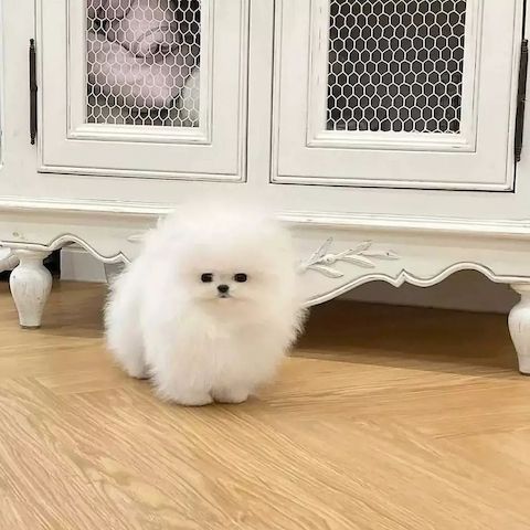 Hallo Pomeranian Welpen