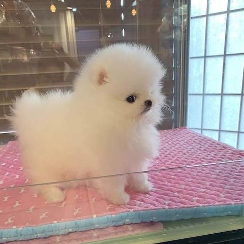 Hallo Pomeranian Welpen