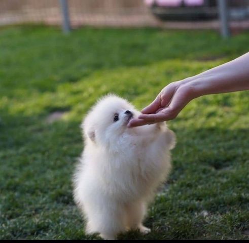 Pomeranian Welpen