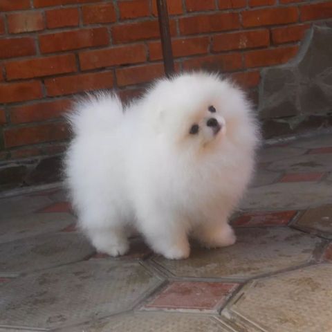 Pomeranian Spitz