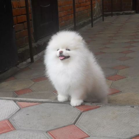 Pomeranian Spitz