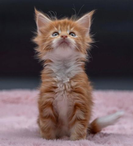 Zwei Maine-Coon-Kätzchen suchen ein neues Zuhause.