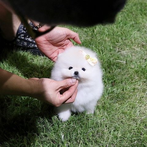 Hallo Pomeranian Welpen