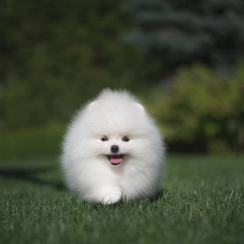 Pomeranian Spitz Welpen