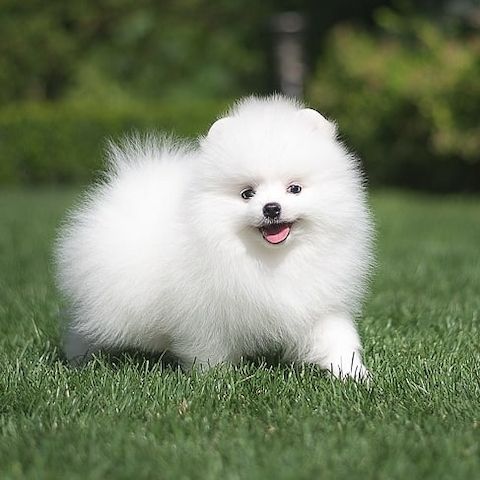 Pomeranian Spitz Welpen