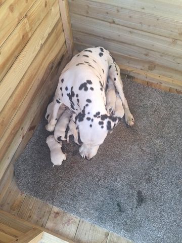 Vier Dalmatinerwelpen suchen ein neues Zuhause.