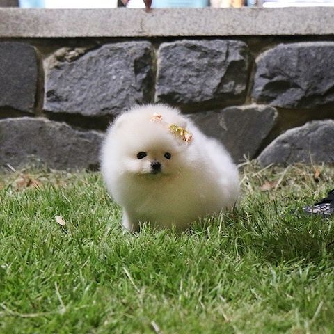 Pomeranian Spitz