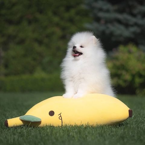 Pomeranian Spitz