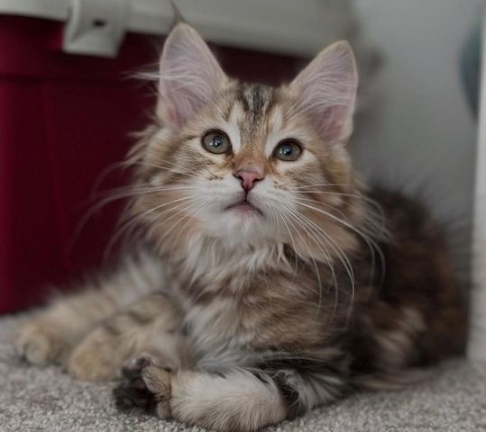 Norwegische Waldkatze (weiblich)