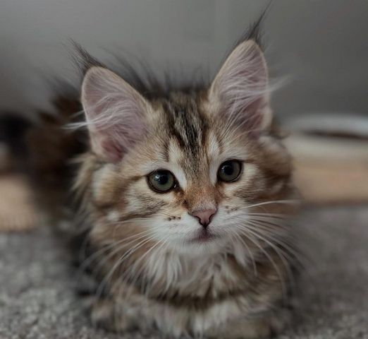 Norwegische Waldkatze (weiblich)