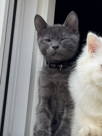 Russisch Blau Kater (geb. Aug. 2025) sucht liebevolles Zuhause