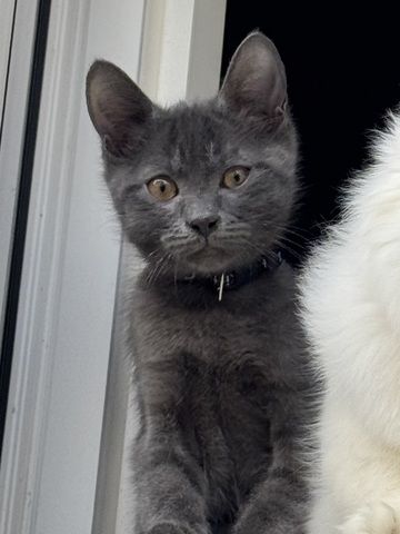 Russisch Blau Kater (geb. Aug. 2025) sucht liebevolles Zuhause