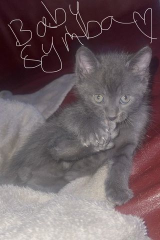 Russisch Blau Kater (geb. Aug. 2025) sucht liebevolles Zuhause