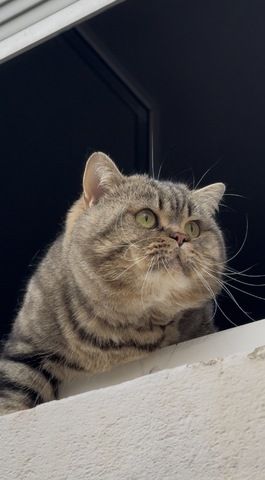 🐾 Britisch Kurzhaar Kater sucht ruhiges, liebevolles Zuhause 🐾