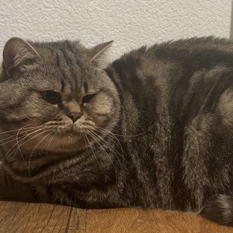 🐾 Britisch Kurzhaar Kater sucht ruhiges, liebevolles Zuhause 🐾