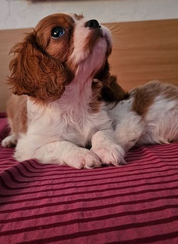Cavalier King Charles Spaniel Welpen. Rüden und hündinnen