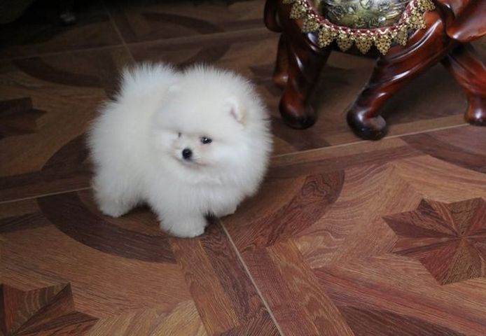 Pomeranian Spitz welpen