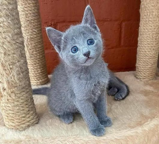 Russisch Blau Kätzchen zu verkaufen