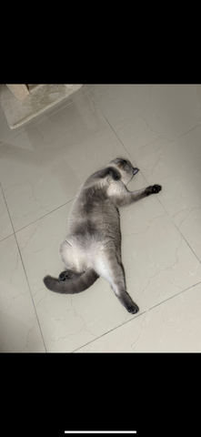 Pamuk unser Goldstück