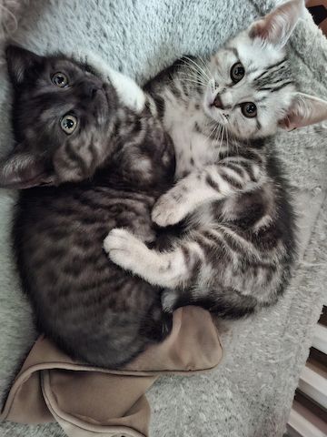 Kätzchen 2 Brüder BKH/EKH marmor-schwarz