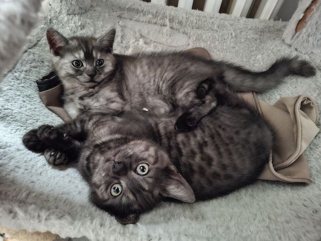 Kätzchen 2 Brüder BKH/EKH marmor-schwarz