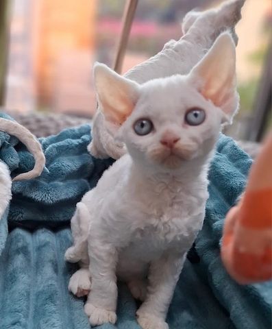 🌸 Devon Rex Kätzchen 🌸